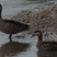 Red-billed Duck